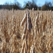Soybean with soybean cyst nematode dried and brown