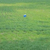 Wheat is yellowing because of sulfur deficiency