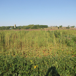 Yellow weeds in field