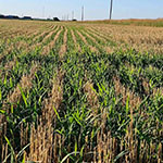 Weeds in wheat stubble