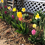 Spring flowering bulbs