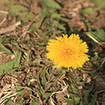 Dandelion