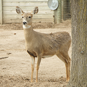 Deer standing next to a tree