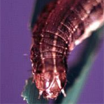 Fall Armyworm on a leaf