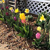 Tulips yellow, pink and red