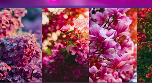 Collage of red, pink, lavender flowers