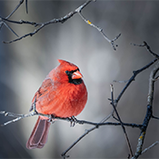 Red bird sitting on a tree