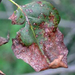 Lilac Leaf Spot on a leaf purplish and brown color with brown spots