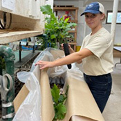 Packing trees to send out for Forest Service