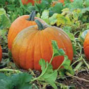 Full grown pumpkin in a pumpkin patch