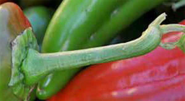 Recommended Vegetable Varieties words with red bell pepper in background