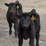 Two angus newly weaned calves