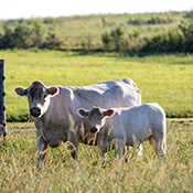 Cow and calf standing in field by a fence